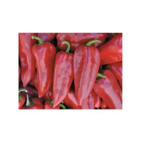 Zenfidan Yalova Yağlık 28 Biber Tohumu 10 gr Paket
