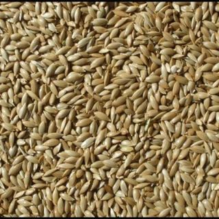 Badem Akvaryum 5 kg Aspur Sade Açık Kanarya Yemi