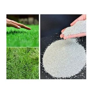 Bermuda Grass Cynodon Dactylon 5 kg Çim Tohumu