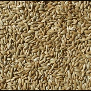 Badem Akvaryum 10 kg Aspur Sade Açık Kanarya Yemi