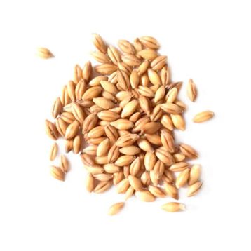 1 kg İşlenmemiş Buğday
