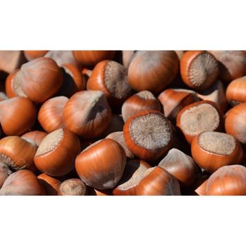 1 kg Jumbo Kabuklu Fındık