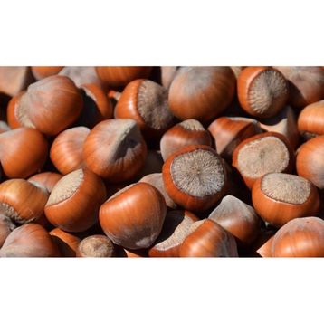 1 kg Jumbo Kabuklu Fındık