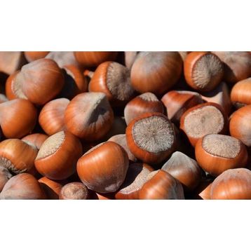 1 kg Jumbo Kabuklu Fındık