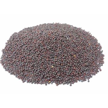 1 kg Siyah Hardal Tohumu Tozu