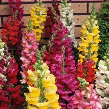 100 Adet Aslanağzı Antirrhinum Majus Tohumu