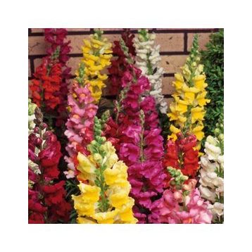 100 Adet Aslanağzı Antirrhinum Majus Tohumu