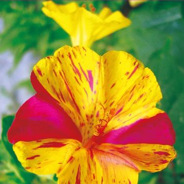 25 Adet Akşam Sefası Mirabilis Jalapa Tohumu