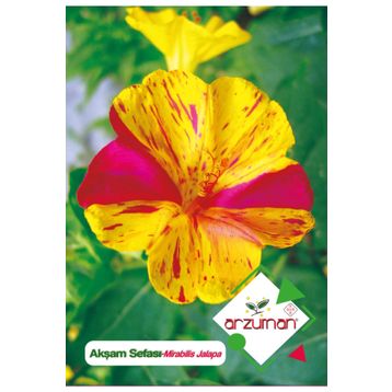 25 Adet Akşam Sefası Mirabilis Jalapa Tohumu
