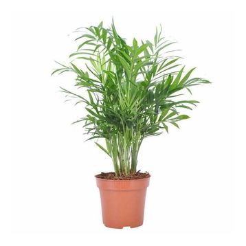 30-40 cm Chamaedorea Elegans
