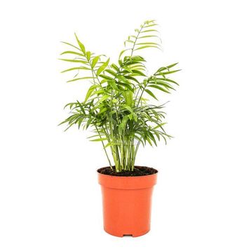 30-40 cm Chamaedorea Elegans