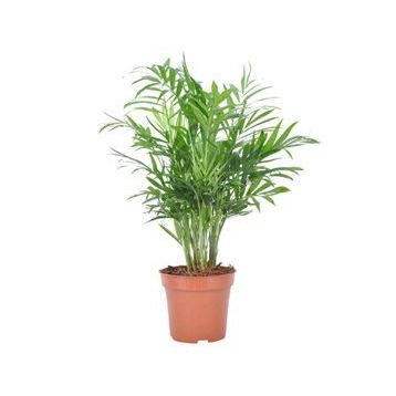 30-40 cm Chamaedorea Elegans