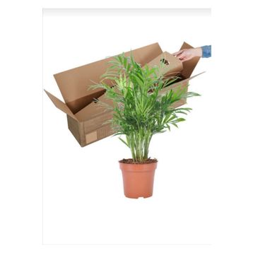 30-40 cm Chamaedorea Elegans
