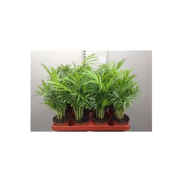 30-40 cm Chamaedorea Elegans