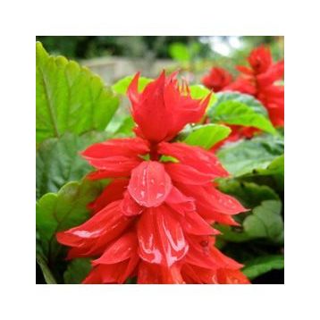 30 Adet Ateş Çiçeği Salvia Splendens Tohumu