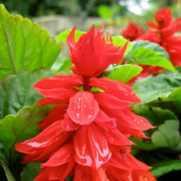 30 Adet Ateş Çiçeği Salvia Splendens Tohumu