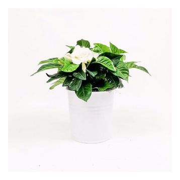 30 cm Gardenia Jasminoides Gardenya Çiçeği