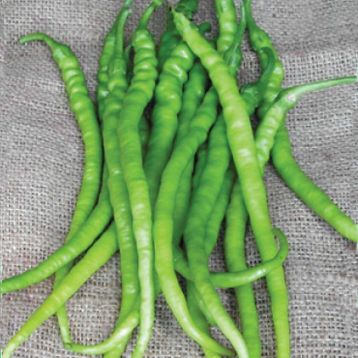 5 gr Acı Kıl Biber Tohumu