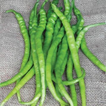 5 gr Acı Kıl Biber Tohumu