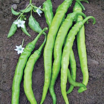 5 gr Çetinel Biber Tohumu