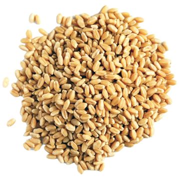 5 kg Yerli Buğday