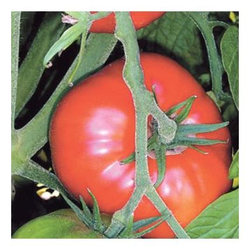 500 Adet Marmande Domates Tohumu