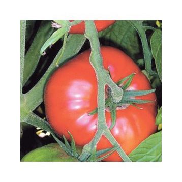 500 Adet Marmande Domates Tohumu