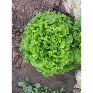 5gr Kıvırcık Marul Tohumu