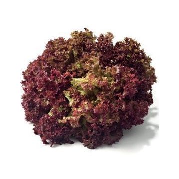 5gr Kıvırcık Marul Tohumu