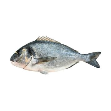 600-800 gr Çipura