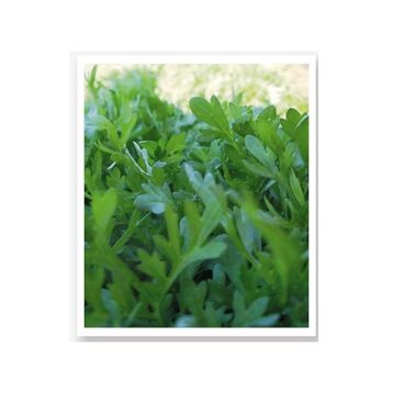 Agrodal Tarım Ata Tohumu Yerli Doğal İnce Tere 1000 Adet Tohum