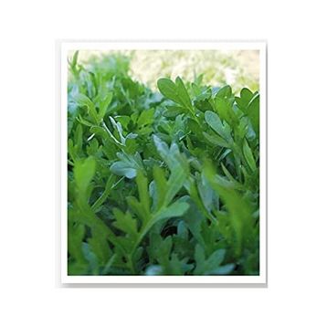 Agrodal Tarım Ata Tohumu Yerli Doğal İnce Tere 1000 Adet Tohum