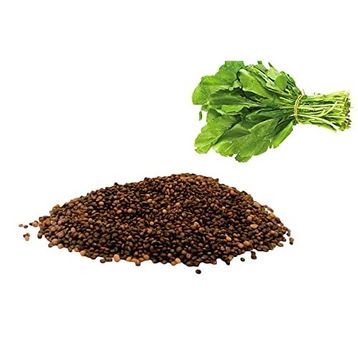 Aktarzane 30 gr Roka Tohumu