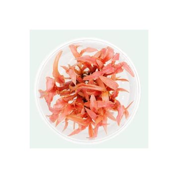 Albida Red In Vitro Canlı Bitki