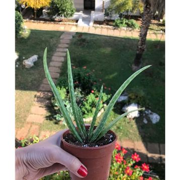Aloe Vera - Güngör Atalay