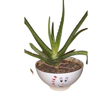 Aloe Vera - Güngör Atalay