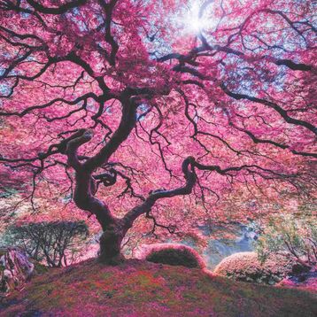 Anatolian 1037 1000 Parça Pink Tree Puzzle