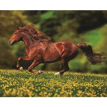 Anatolian Özgürlük 1000 Parça Puzzle
