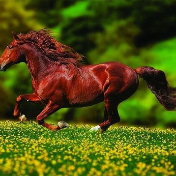 Anatolian Özgürlük 1000 Parça Puzzle