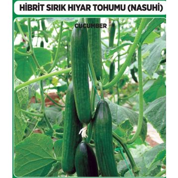Arzuman 10 Adet Salatalık Nasuhi Hibrit Sırık Hıyar Tohumu