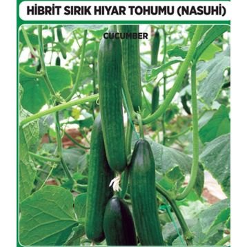 Arzuman 10 Adet Salatalık Nasuhi Hibrit Sırık Hıyar Tohumu