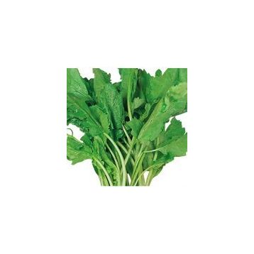 Arzuman 10 gr Tere Geniş Yaprak