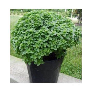 Arzuman 100 Adet Top Reyhan Tohumu