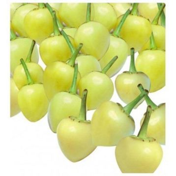 Arzuman 10gr Biberiye Tohumu