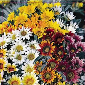 Arzuman 20 Adet Meramlı Kız Gazania Splendens Çiçek Tohumu