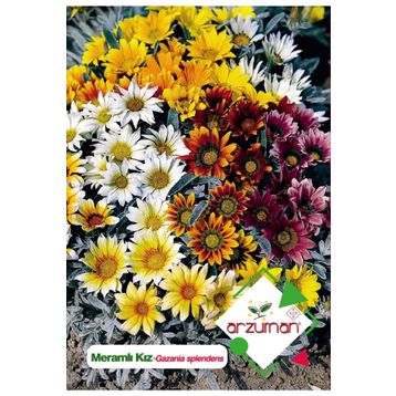 Arzuman 20 Adet Meramlı Kız Gazania Splendens Çiçek Tohumu