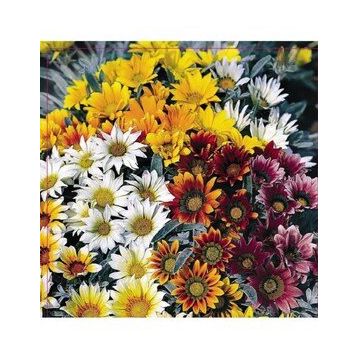 Arzuman 20 Adet Meramlı Kız Gazania Splendens Çiçek Tohumu