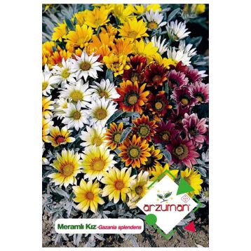 Arzuman 20 Adet Meramlı Kız Gazania Splendens Çiçek Tohumu