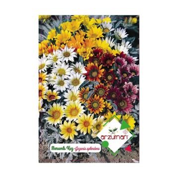 Arzuman 20 Adet Meramlı Kız Gazania Splendens Çiçek Tohumu