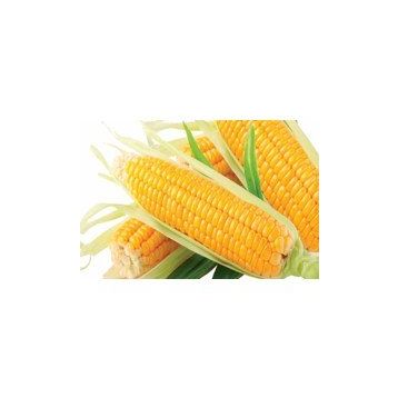 Arzuman 25 Gr Tatlı Mısır Tohumu Hibrit Şeker Mısır
